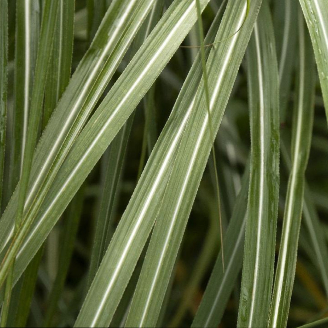 Adagio Maiden Grass foliage