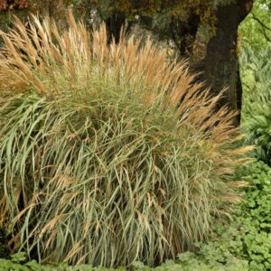 Miscanthus Adagio