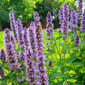 Agastache 'Blue Fortune'