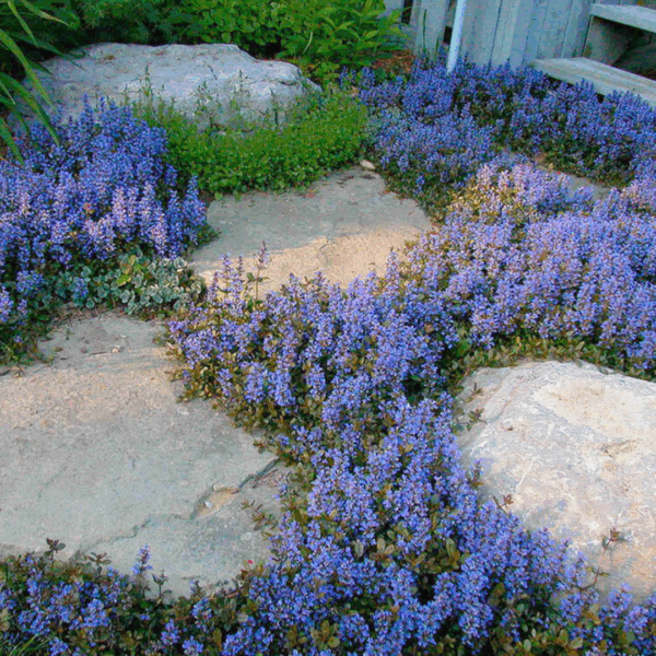 Ajuga 'Chocolate Chip' - Image 2
