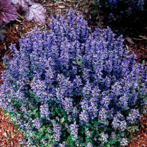 Ajuga 'Chocolate Chip'