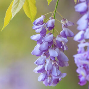 Wisteria 'Amethyst Falls'