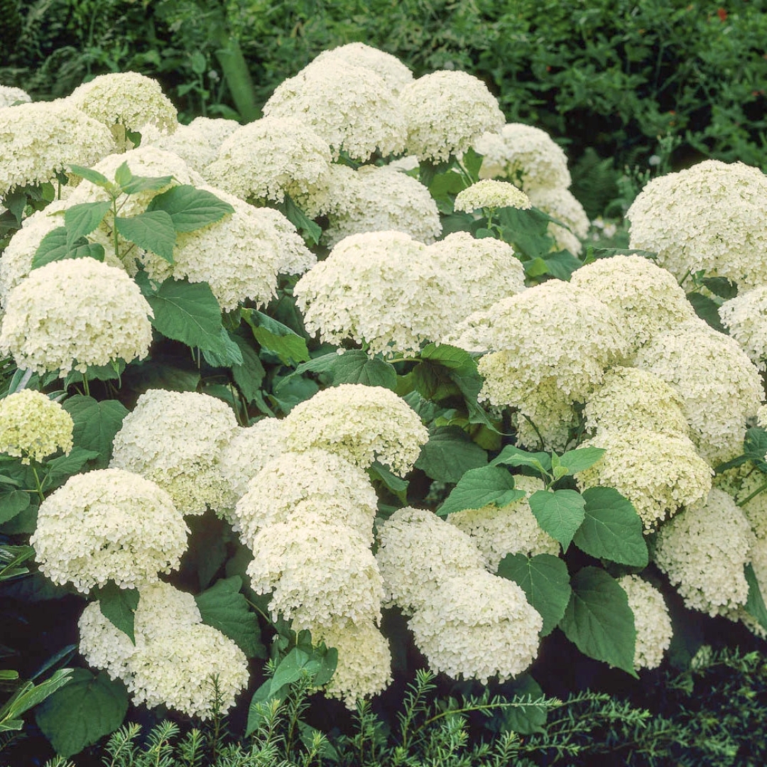 Annabelle Hydrangea flower cluster