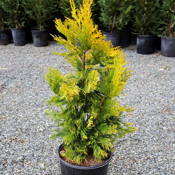 Arborvitae 'Forever Goldy™' - Image 2