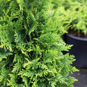 Arborvitae 'Junior Giant'