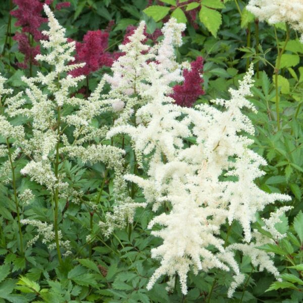 Astilbe Vision In White close up