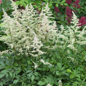 Astilbe 'Vision in White'