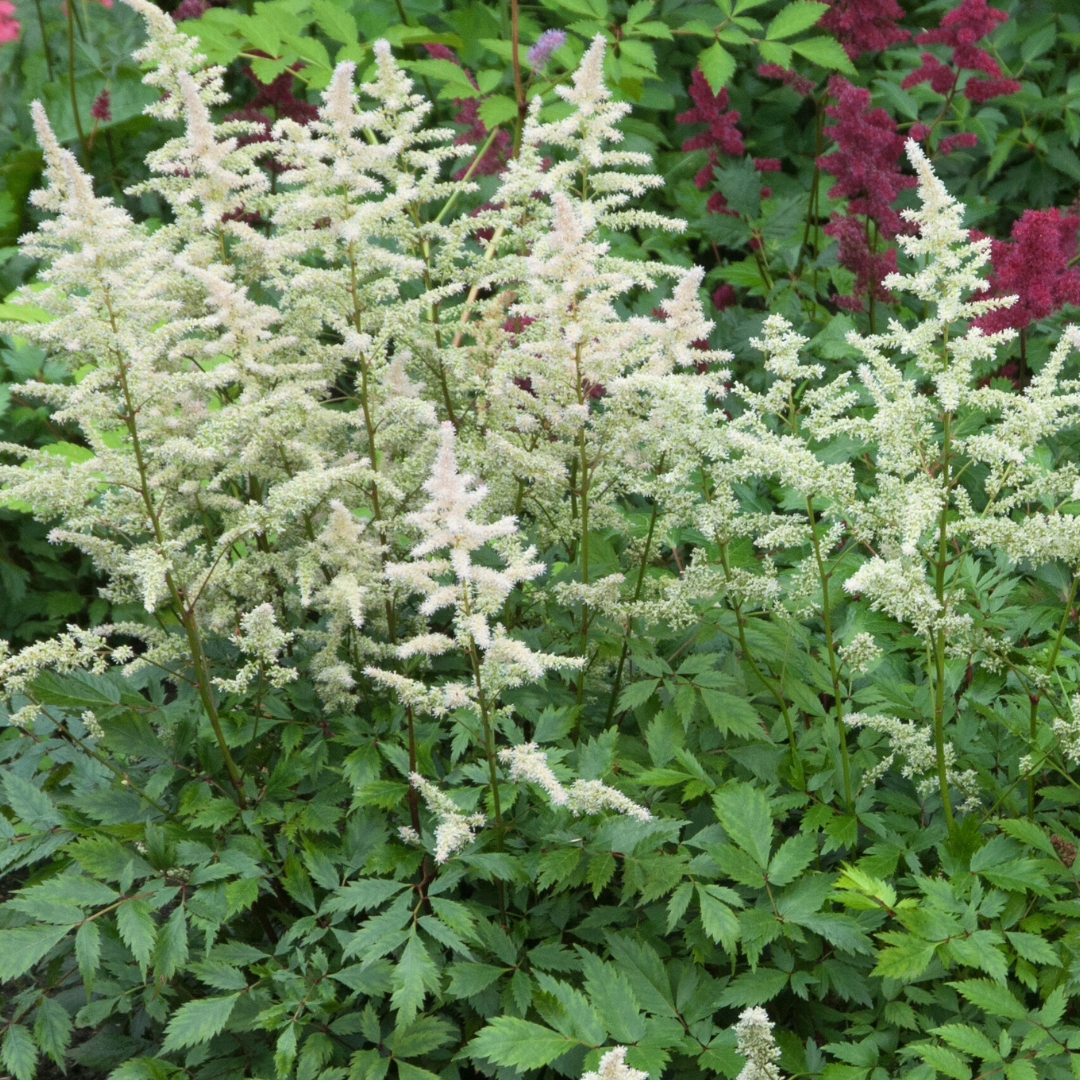 Astilbe 'Vision in White'