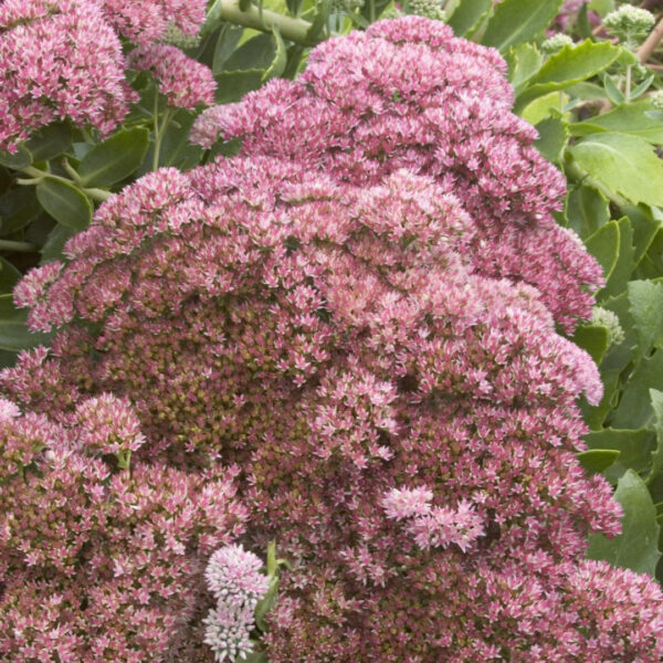 Autumn Joy Sedum flowers