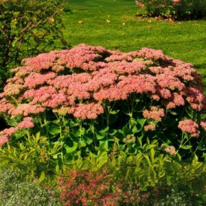 Sedum 'Autumn Joy'