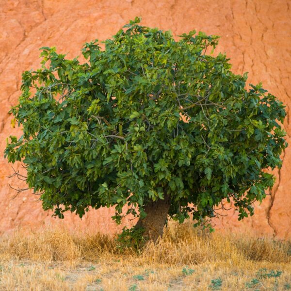Brown Turkey Fig tree