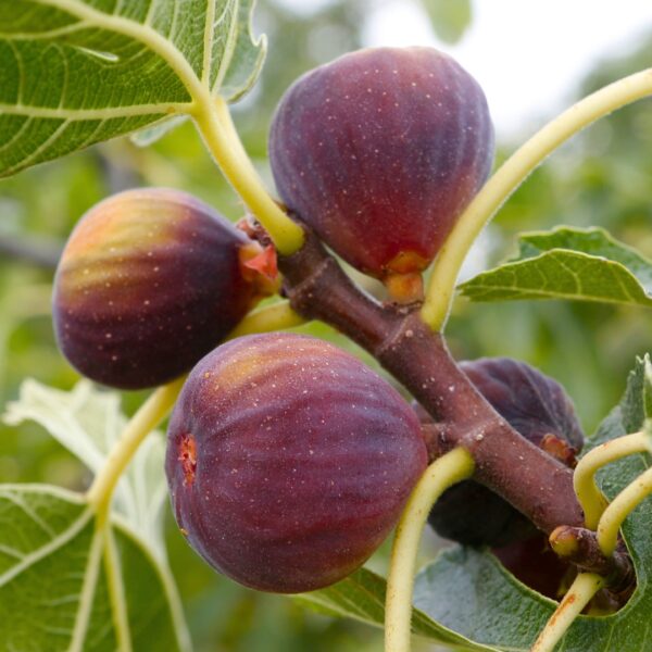 Brown Turkey Fig