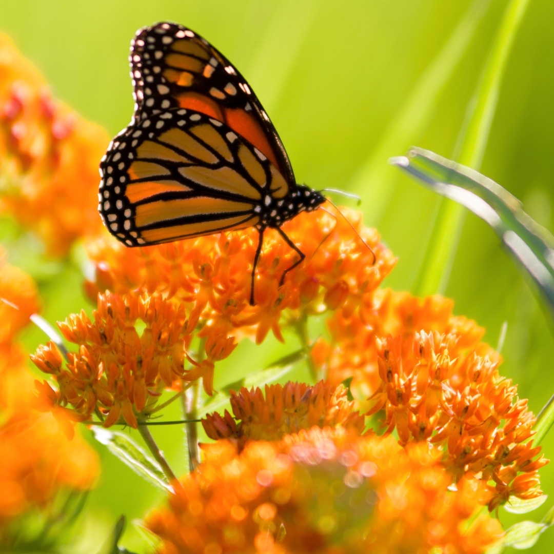 Asclepias tuberosa 'Butterfly Weed'