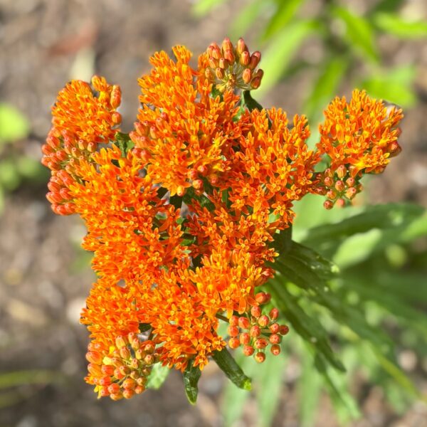 Butterfly Weed up close