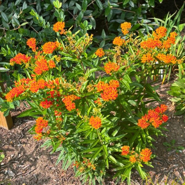 Asclepias tuberosa 'Butterfly Weed' - Image 3