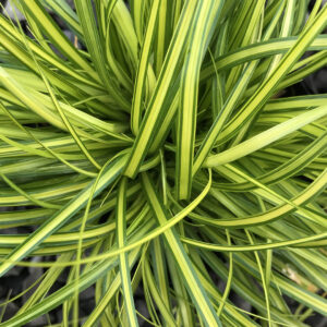 Carex 'Eversheen'