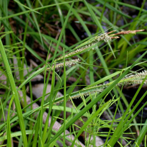 Carex 'Stricta'