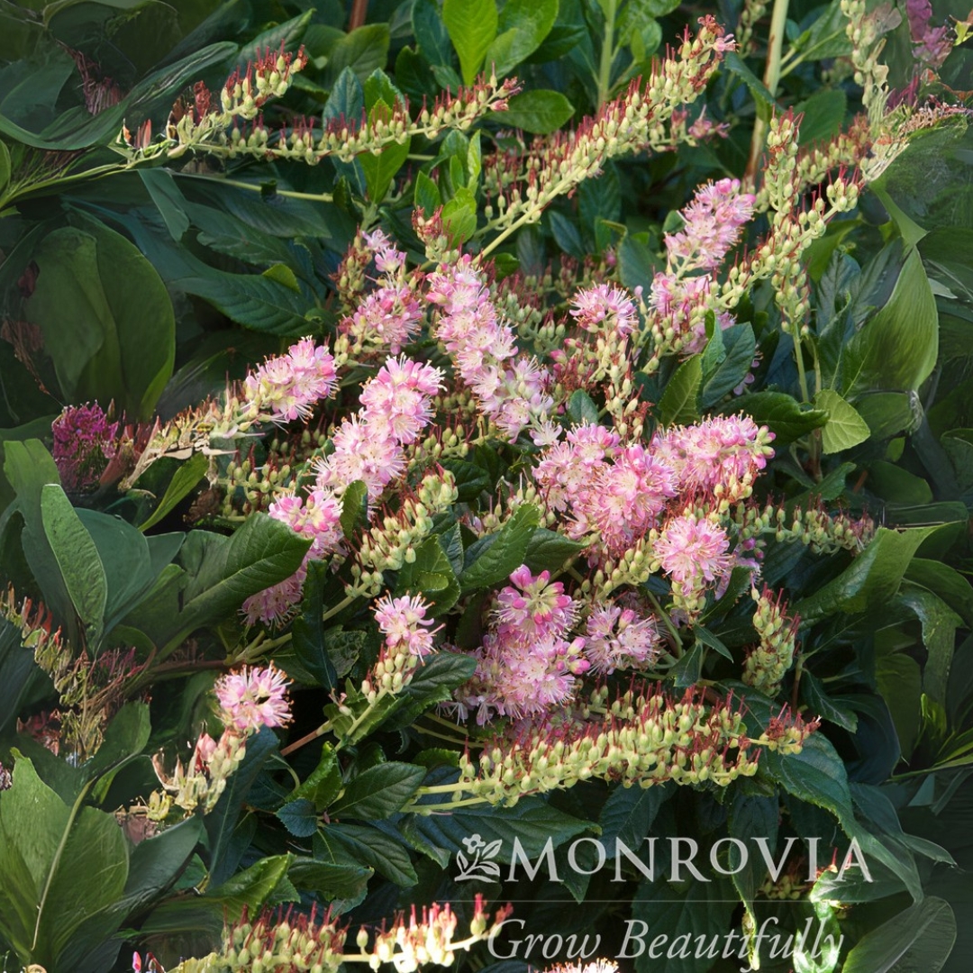 Clethra 'Ruby Spice'