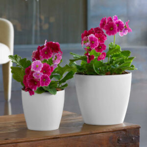 Eva Planter