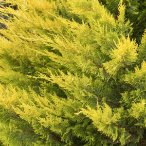 Leyland Cypress 'Gold Rider'