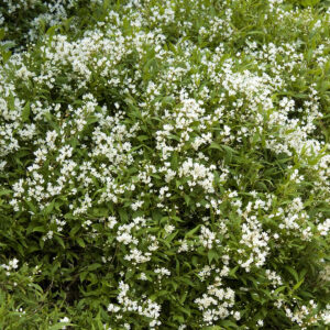 Deutzia 'Nikko'