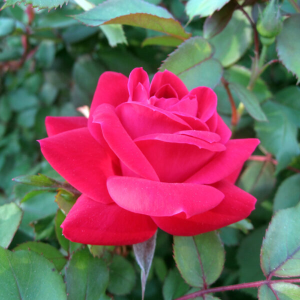 Double Rose_Knockout_Red_01