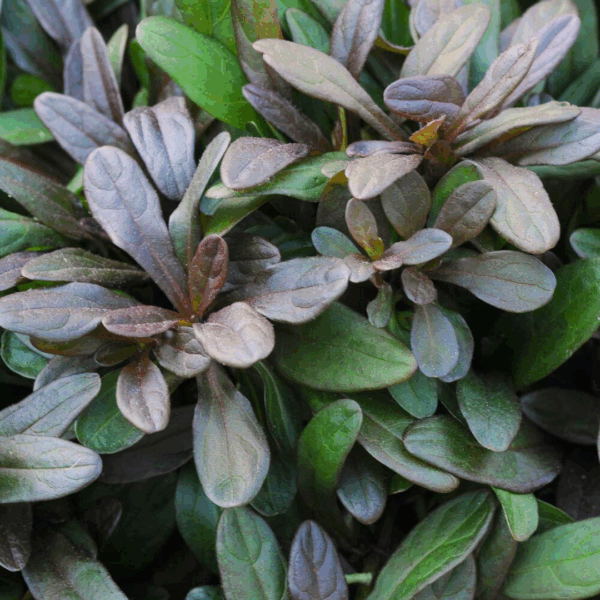 Ajuga 'Chocolate Chip' - Image 3