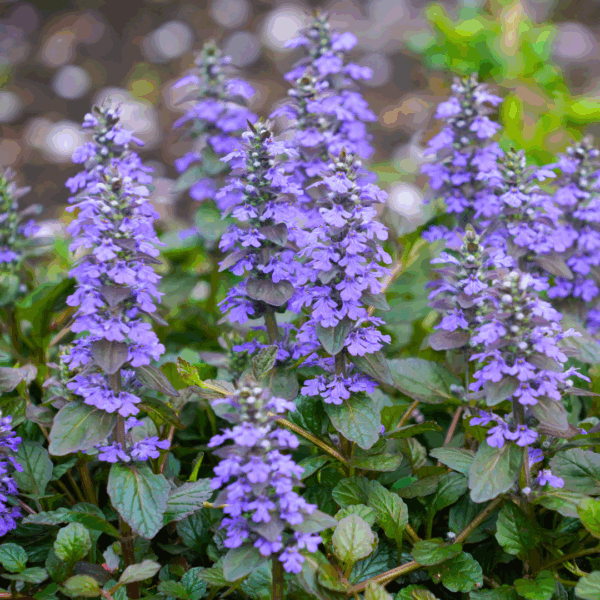 Ajuga 'Chocolate Chip' - Image 4