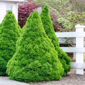 Dwarf Alberta Spruce