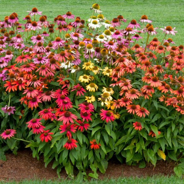 Echinacea 'Cheyenne Spirit' mature