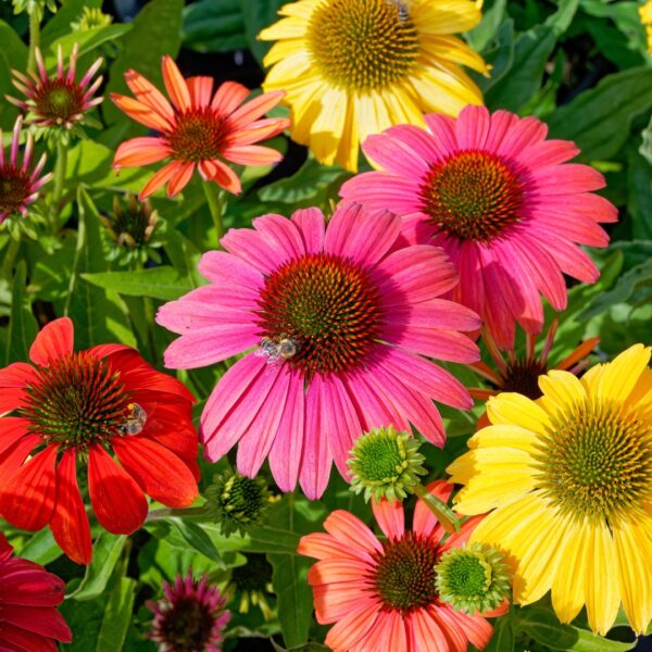 Echinacea 'Cheyenne Spirit'
