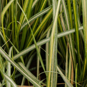 Feather Reed Grass 'Eldorado'
