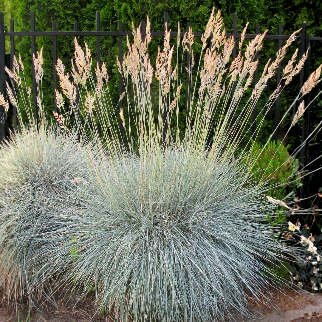 Elijah Blue Fescue blooming