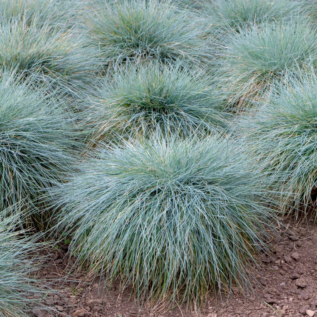 Elijah Blue Fescue mass planted