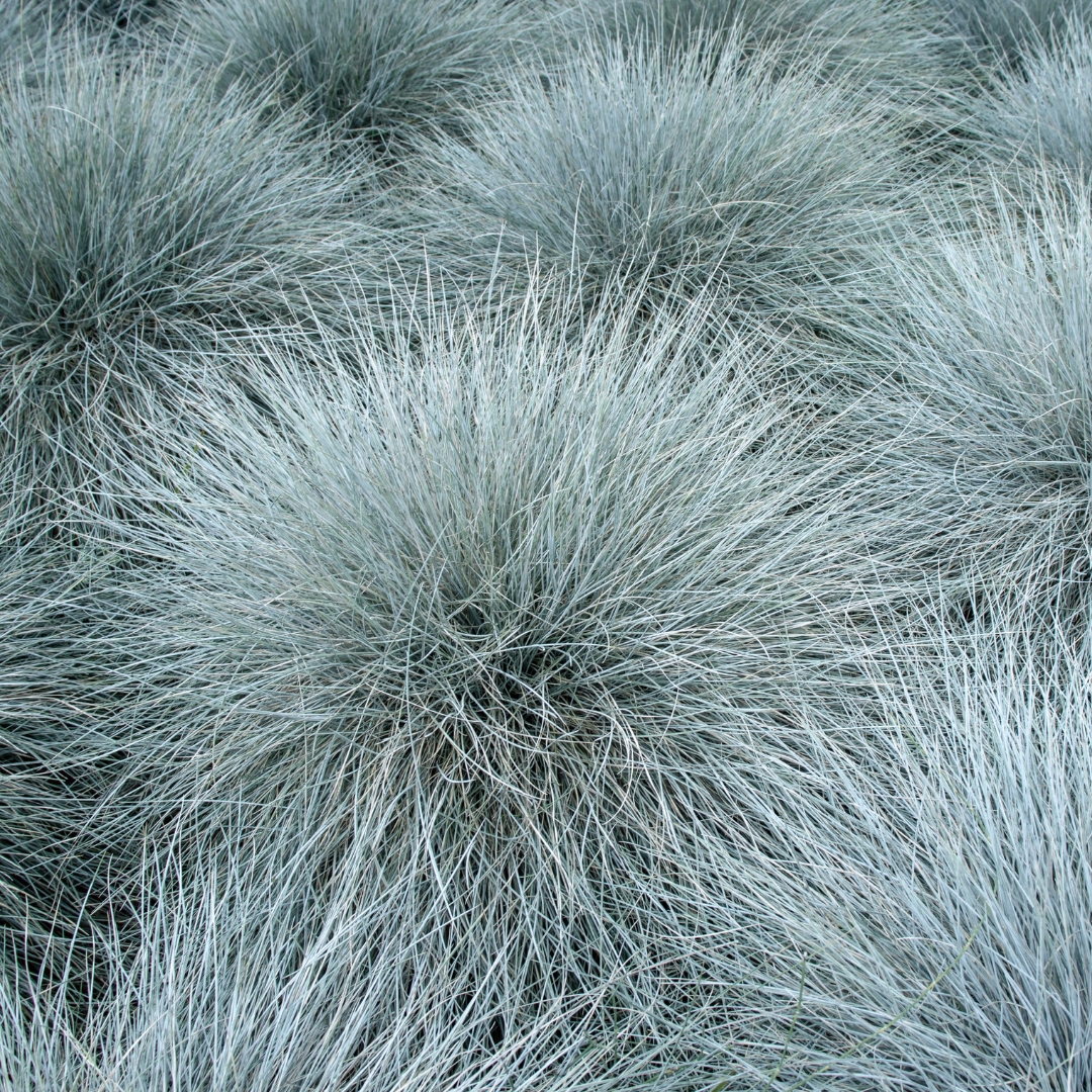 Elijah Blue Fescue blue grass