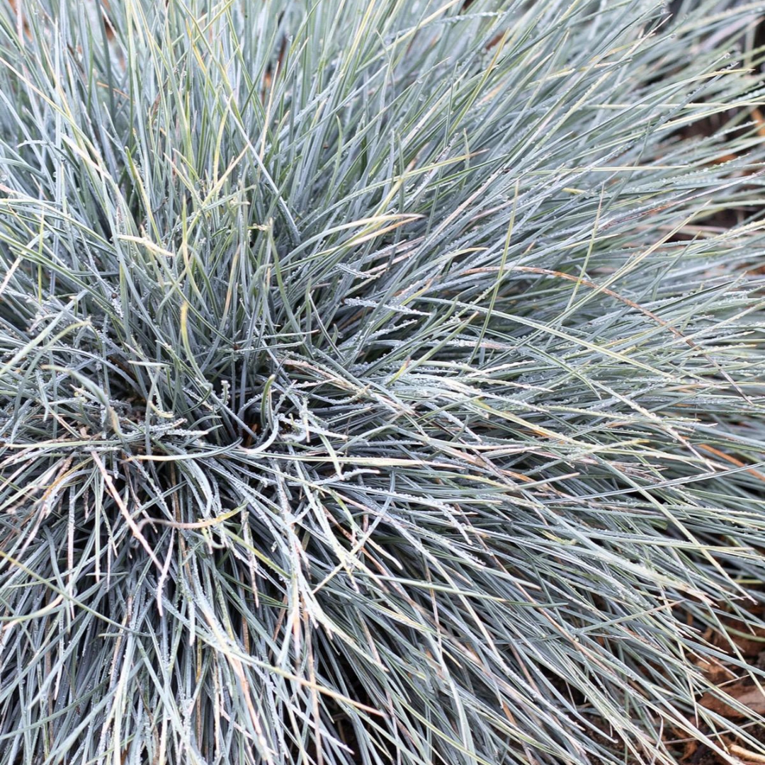 Elijah Blue Fescue up close