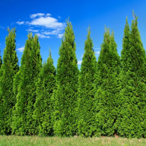 Emerald Green Arborvitae privacy fence
