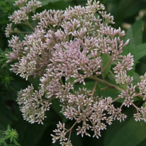 Joe-Pye Weed 'Gateway'