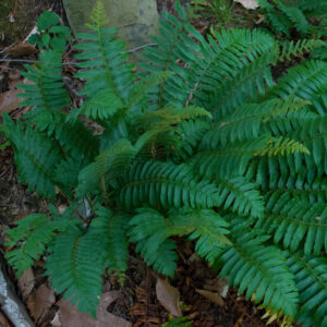Fern 'Christmas'