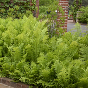 Fern 'Ostrich'