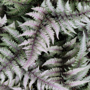 Fern 'Painted Lady'