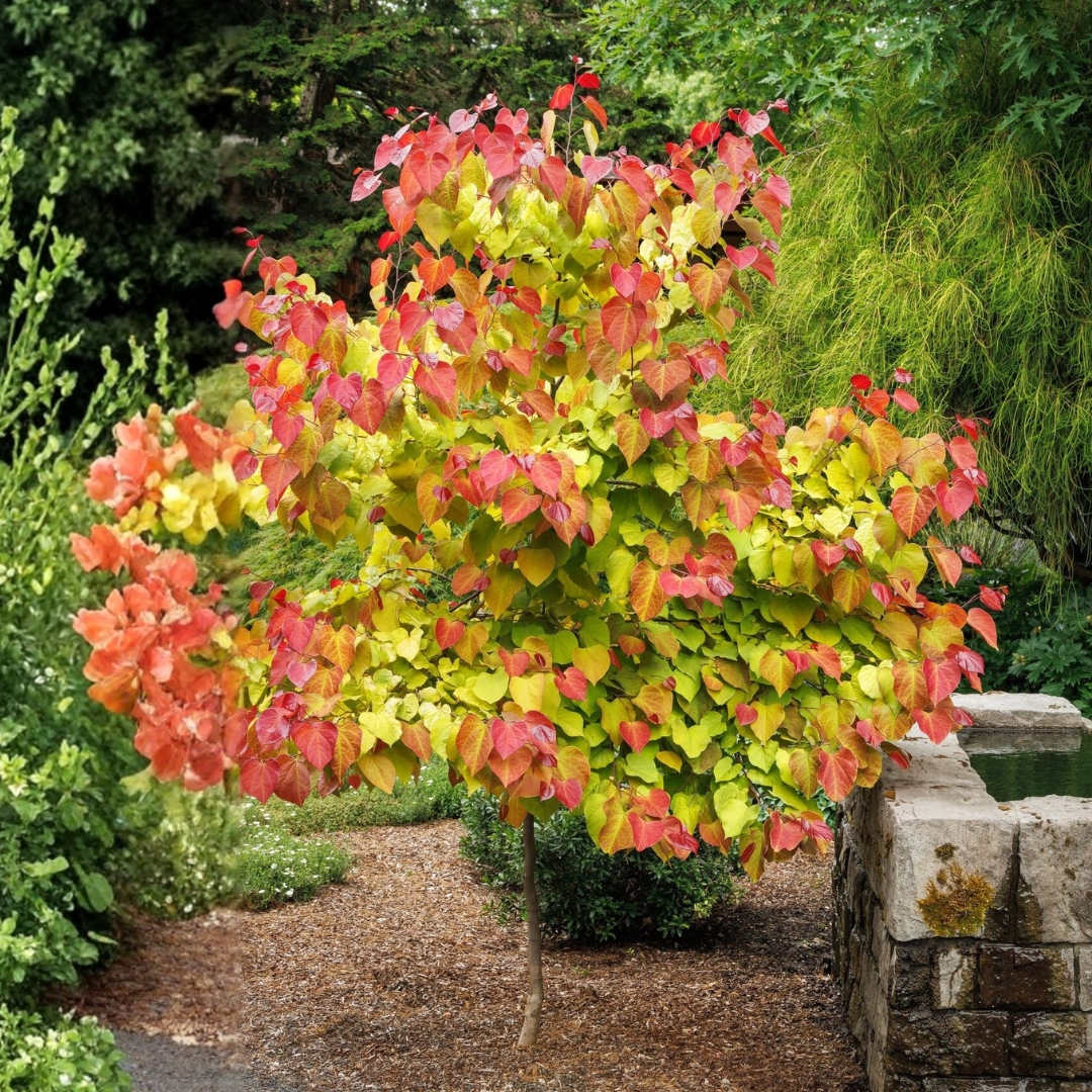 Flame Thrower Redbud