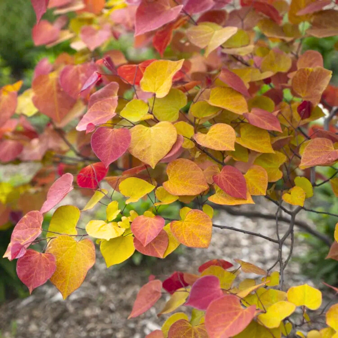 Flame Thrower Redbud up close leaves
