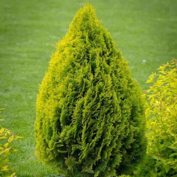 mature Forever Goldy Arborvitae