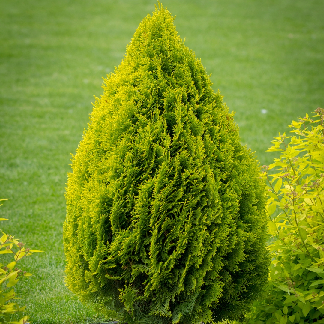 Arborvitae 'Forever Goldy™'