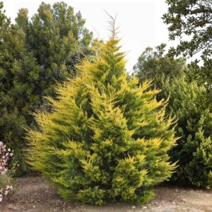 Gold Rider Leyland Cypress