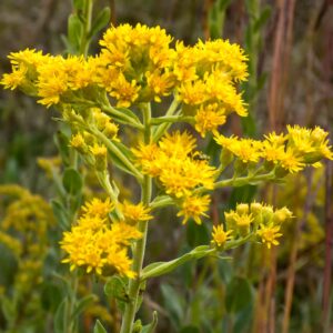 Golden Ragwort