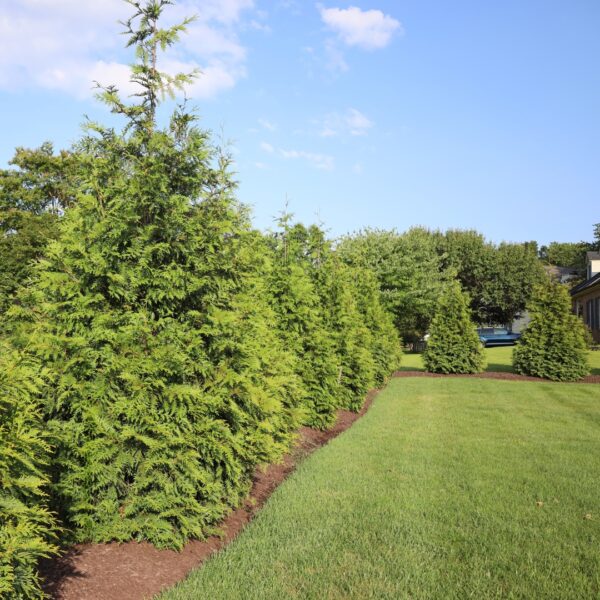 Green Giant Arborvitae fence