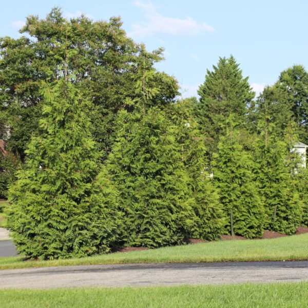 Green Giant Arborvitae line