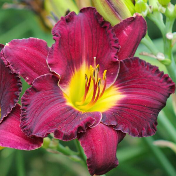 Hemerocallis ‘Pardon Me’